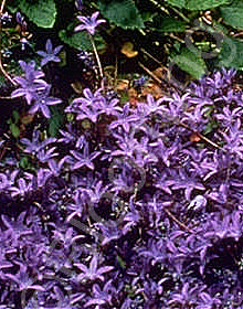 Campanula poscharskyana 'Blue Waterfall'